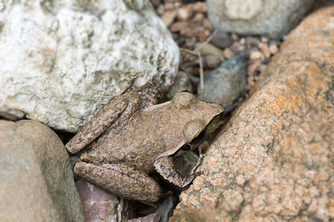 Stoney Creek Frog (Litoria wilcoxii)